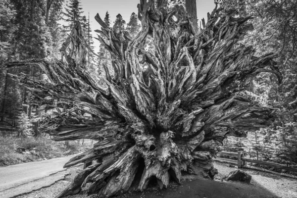 쓰러진 거대 한 시 쿼이어 뿌리 — 스톡 사진
