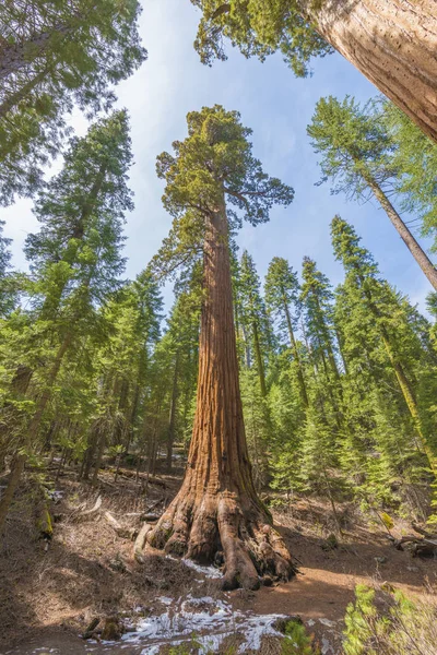 Giant sequoia δέντρο — Φωτογραφία Αρχείου