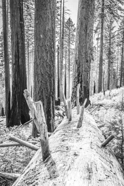 Düşmüş Ponderosa Çamı — Stok fotoğraf