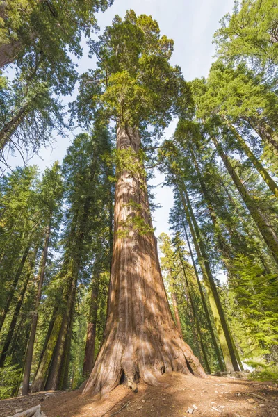 巨大なセコイアの木 — ストック写真