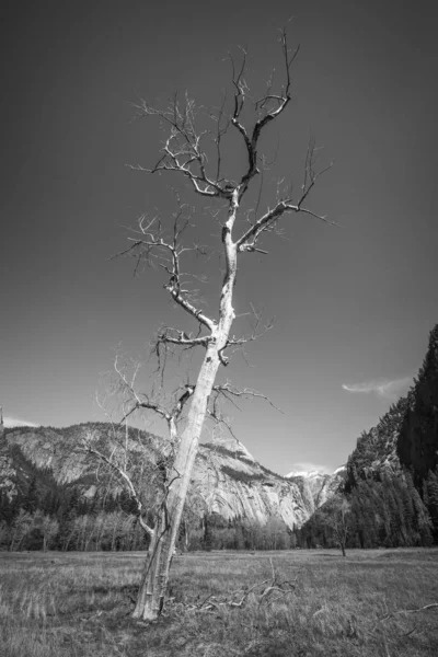 요세미티 계곡에서 죽은 나무 — 스톡 사진