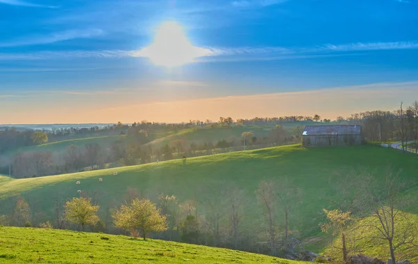 Grange et vaches au lever du soleil — Photo