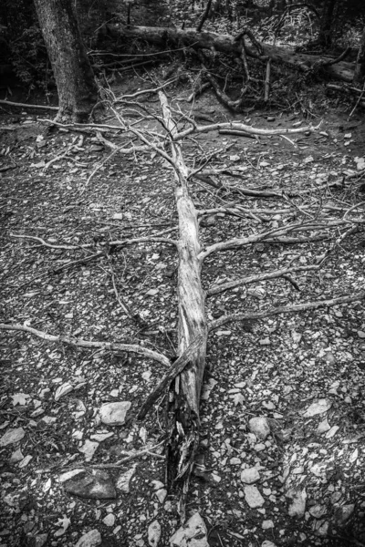 강바닥의 죽은 나무 — 스톡 사진