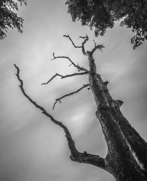켄들 호수의 죽은 나무 — 스톡 사진