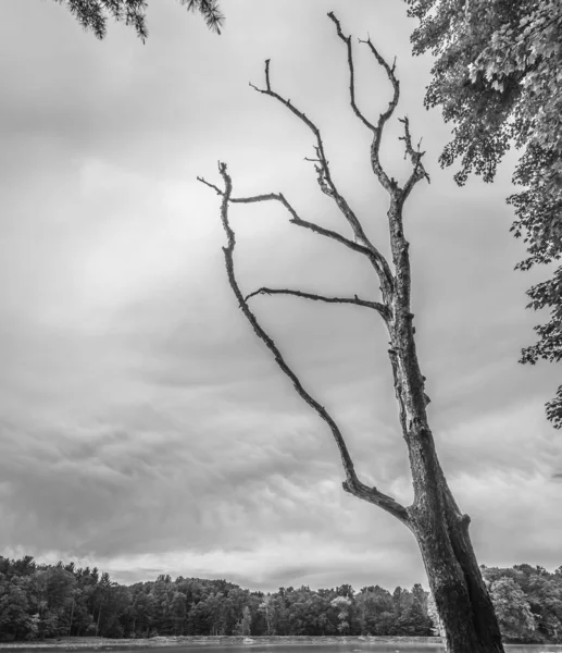 켄들 호수의 죽은 나무 — 스톡 사진