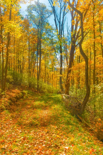 Sentiero escursionistico con foglie d'autunno — Foto Stock