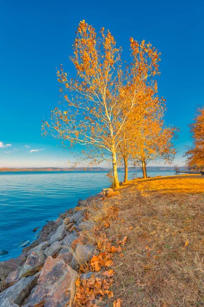 Alberi in riva al lago Dardanelle — Foto Stock