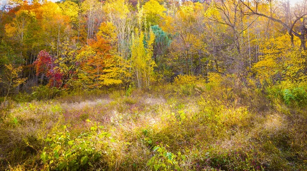 가을 색깔 이 있는아 팔라 키 아산 초원 — 스톡 사진