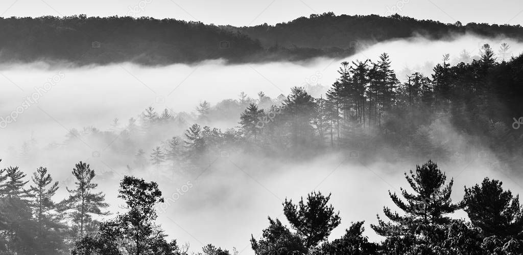 Foggy Sunrise at Red River Gorge, KY