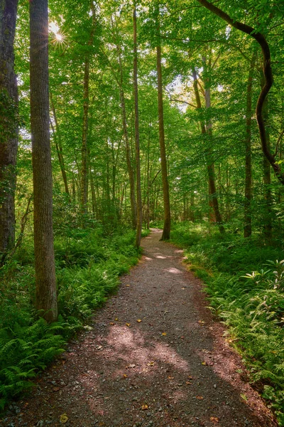 Sunlit Περπάτημα Μονοπάτι Μέσα Από Ένα Καταπράσινο Δάσος — Φωτογραφία Αρχείου