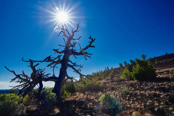 Halott Limber Pine Napsütéssel Kék Égbolttal Hold Nemzeti Park Krátereiben — Stock Fotó