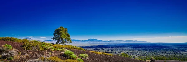 Limber Pine Ovanpå Inferno Cone Vid Craters Moon National Park — Stockfoto