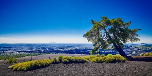 Limber Pine Ovanpå Inferno Cone Vid Craters Moon National Park — Stockfoto