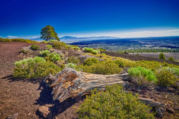 Limber Pine Auf Dem Gipfel Des Inferno Cone Bei Den — Stockfoto