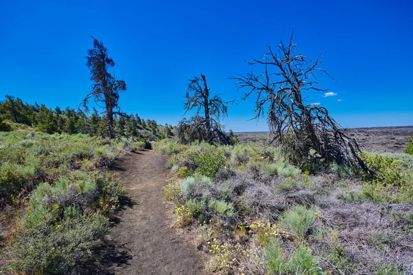 Trilha Caminhada Através Pinheiros Limber Mortos Craters Moon National Park — Fotografia de Stock