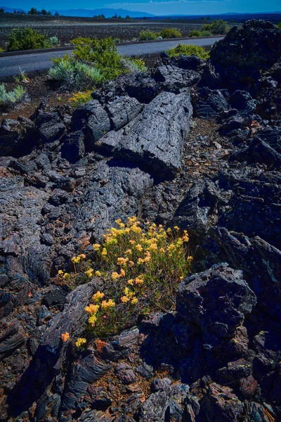 Hrișcă Eriogonum Creștere Printre Fluxul Lavă Craterele Parcului Național Lunii — Fotografie, imagine de stoc