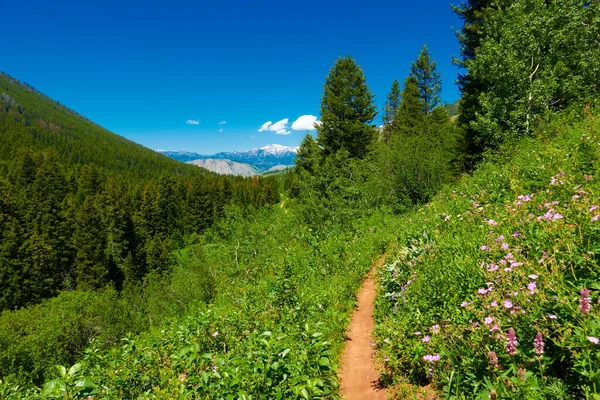 Cache Creek Mountainbike Spår Utanför Jackson Wyoming — Stockfoto