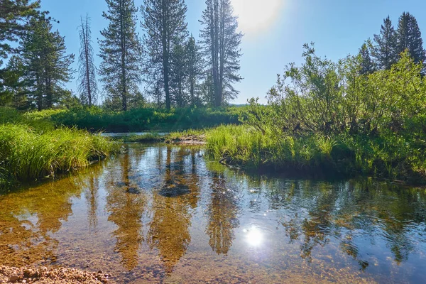 Sawtooth国家森林Johnson Creek的清澈水域 — 图库照片