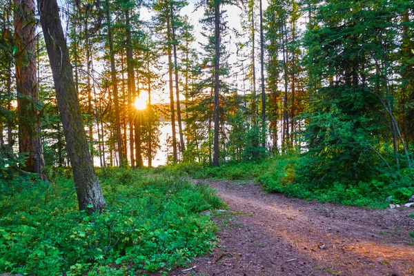 Pensée Filtrante Soleil Longe Sentier Parc État Ponderosa Mccall Idaho — Photo