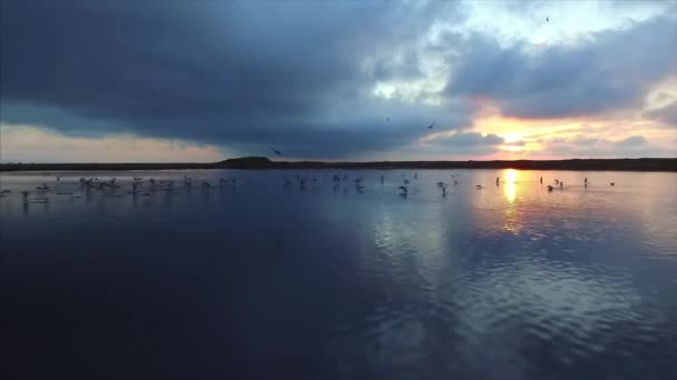 Breathtaking View Flying Lake Amazing Sunrise Beautiful Cloudscape Lot Gulls — Stock Video