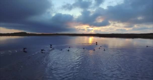 Vista Aérea Patos Salvajes Lago Amanecer Increíble Extremo Oriente Rusia — Vídeo de stock