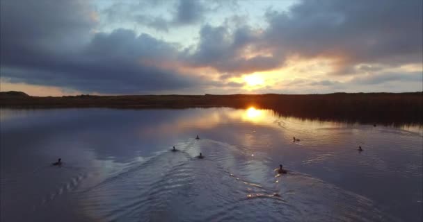 Letecký Pohled Nádherné Jezero Divoké Kachny Plavání Jejím Povrchu Kouzelné — Stock video