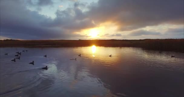 Flying Beautiful Lake Swimming Splashing Wild Ducks Magical Sunrise Far — Stock Video