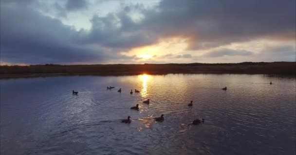 与游泳和潜水野鸭的神奇湖全景鸟图 美丽的日出 俄罗斯远东 — 图库视频影像
