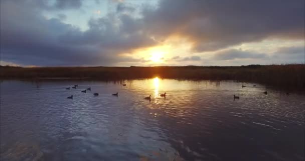 Aerial View Beautiful Lake Wild Ducks Swimming Its Surface Amazing — Stock Video