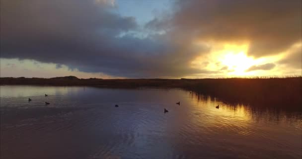 Flying Calm Beautiful Lake Swimming Splashing Diving Wild Ducks Magical — Stock Video