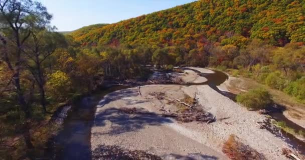 Flying backwards and aerial view of blue small mountain river flowing in autumn bright forest. Sunny day. Far East of Russia — Stock Footage Flying Backwards Aerial View Blue Small Mountain River Flowing Autumn Stock Footage