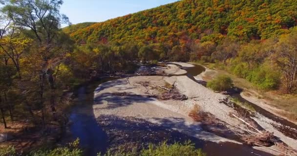 Flying above and aerial view of blue small mountain river flowing in autumn bright forest and shore with fallen pines. Sunny day. Far East of Russia — Stock Footage Flying Aerial View Blue Small Mountain River Flowing Autumn Bright Royalty Free Stock Video