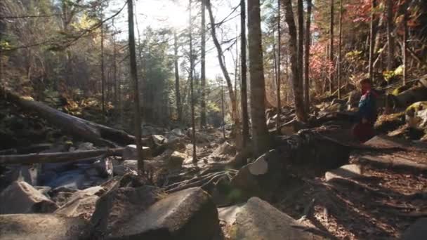 Vue Coulissante Homme Marchant Dans Forêt Ensoleillée Automne Parmi Les — Video