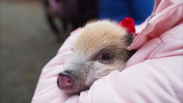 Schließen Sie Ansicht Des Mädchens Mit Mini Schwein — Stockvideo