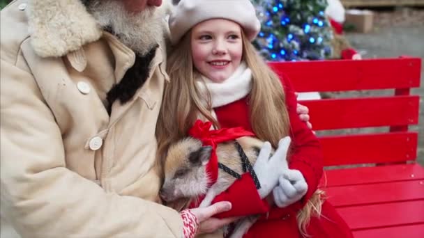 彼女の手の中にミニ豚と赤いコートのかわいい女の子は彼女の白い髭の祖父と赤いベンチで話しています クリスマス飾り — ストック動画