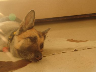 Yaşlı köpek koyan, yorgun bir oturma odasında yerde