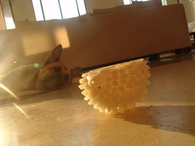 Yaşlı köpek koyan, yorgun bir rummer oyuncak önünde