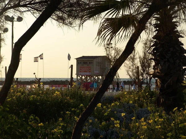 Vue sur la plage au coucher du soleil à travers les palmiers et les fleurs jaunes d'un — Photo
