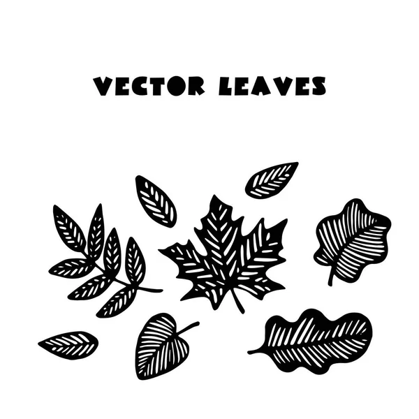 el çizilmiş vektör yaprakları