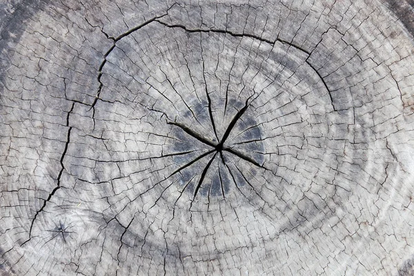 Árvore Coto Seção Textura Fundo — Fotografia de Stock