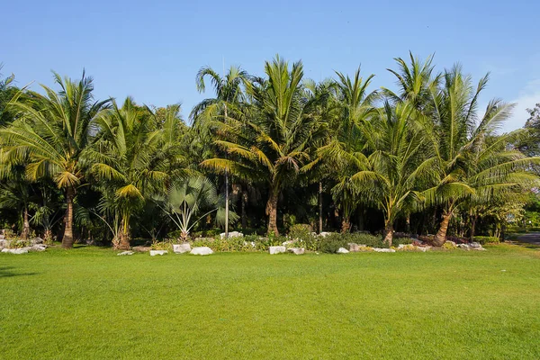 Kokosnussbaum Garten Bei Blauem Himmel — Stockfoto
