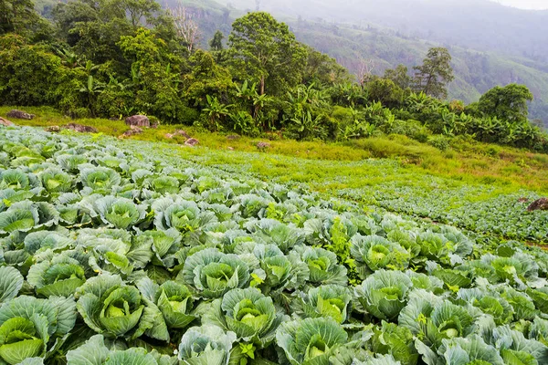 Cabbage Field Moutain — Stock Photo, Image