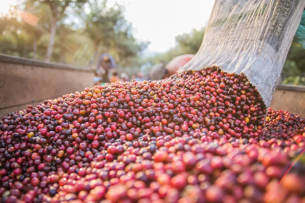 Trabajadores Recogiendo Granos Café — Foto de Stock