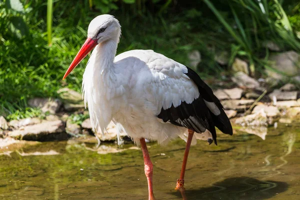 Cicogna Bianca Catturata Nel Gloucestershire Durante Estate Del 2018 — Foto Stock