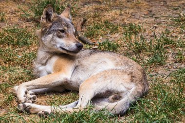 Avrasya Gloucestershire'deki/daki oteller 2018 yılının yazında gördüm yere dinlenme kurt.