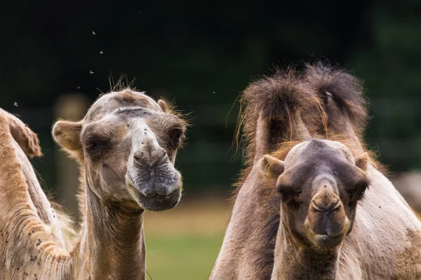 Dos Camellos Bactrianos Juntos Capturados Gloucestershire Durante Verano 2018 —  Fotos de Stock