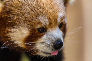 2019 baharında Norfolk'ta dili açık bir Kırmızı Panda'nın yakınçekimi.