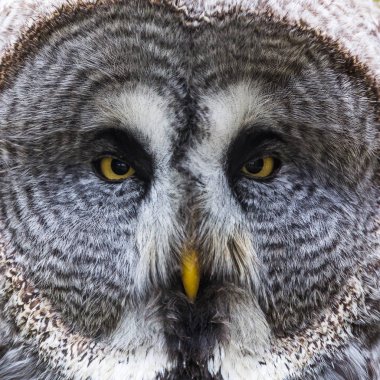 Dairesel yüzü ile çevrili, kameraya bakan bir Büyük Kartal Baykuş Kare kırpma. 2019 baharında Norfolk'ta yakalandı.