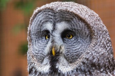 Yellow eyes of a Great Eagle Owl gaze out of the frame during the spring of 2019 in Norfolk, England.