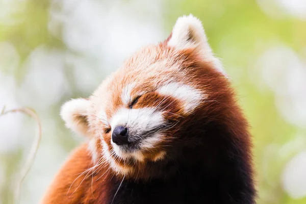 A Red Panda tilts its head to one side after yawning high up in a tree in East Anglia (England) during the spring of 2019.